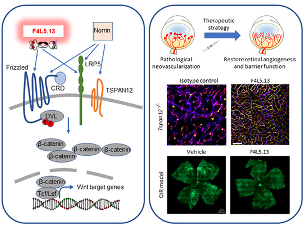 A NETWORK SHOWING LOCALIZATION AND MOVEMENT OF PROTEINS WITHIN THE CELL