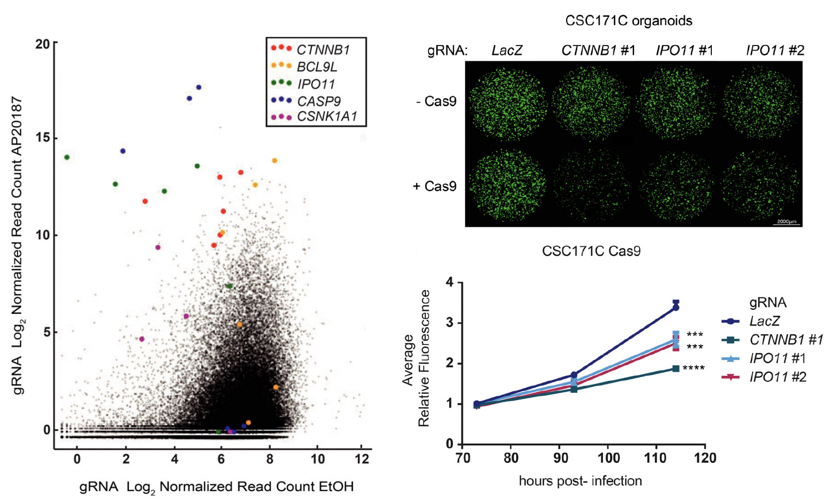 Wnt signalling in 3D organoid morphogenesis