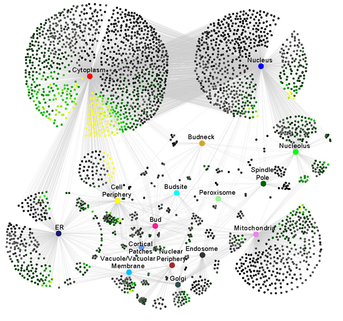 A NETWORK SHOWING LOCALIZATION AND MOVEMENT OF PROTEINS WITHIN THE CELL