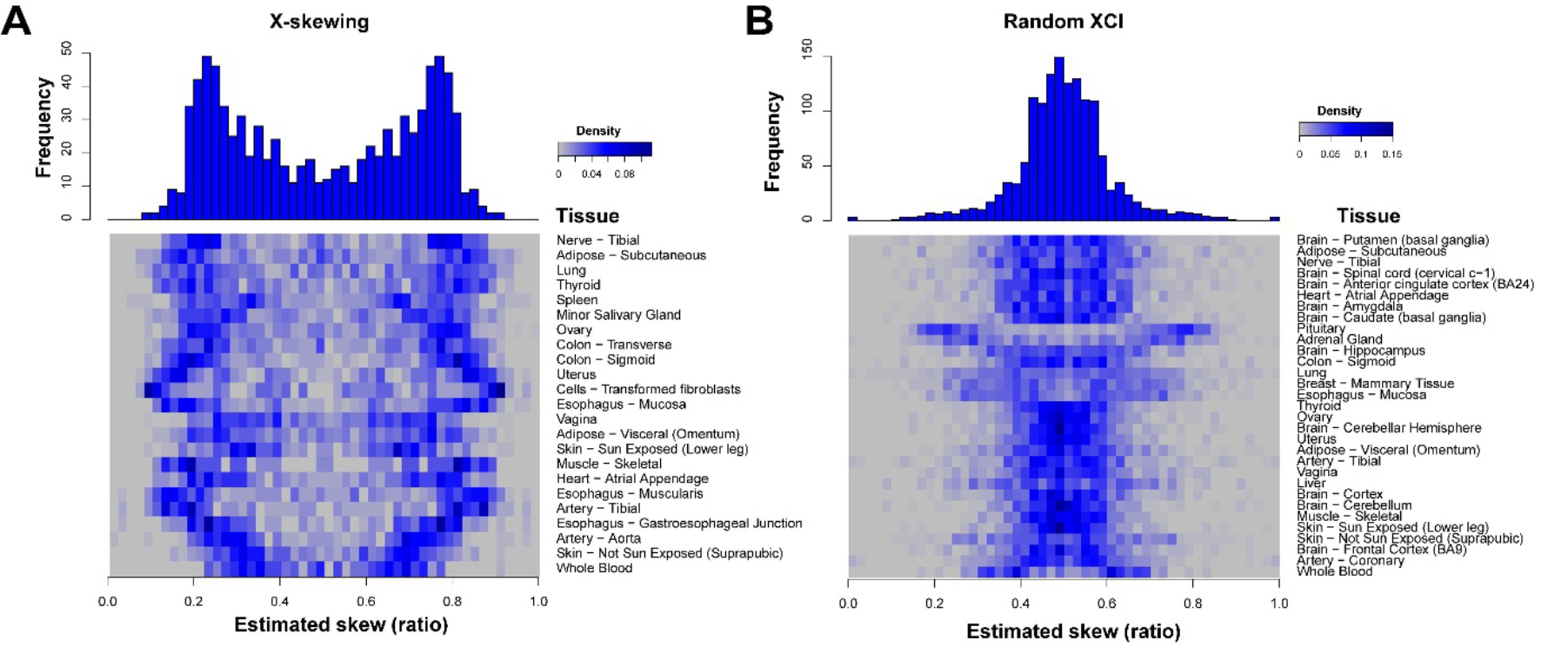 X Chromosome variability