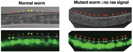 STUDYING THE EFFECT OF DISEASE-CAUSING GENES IN WORMS