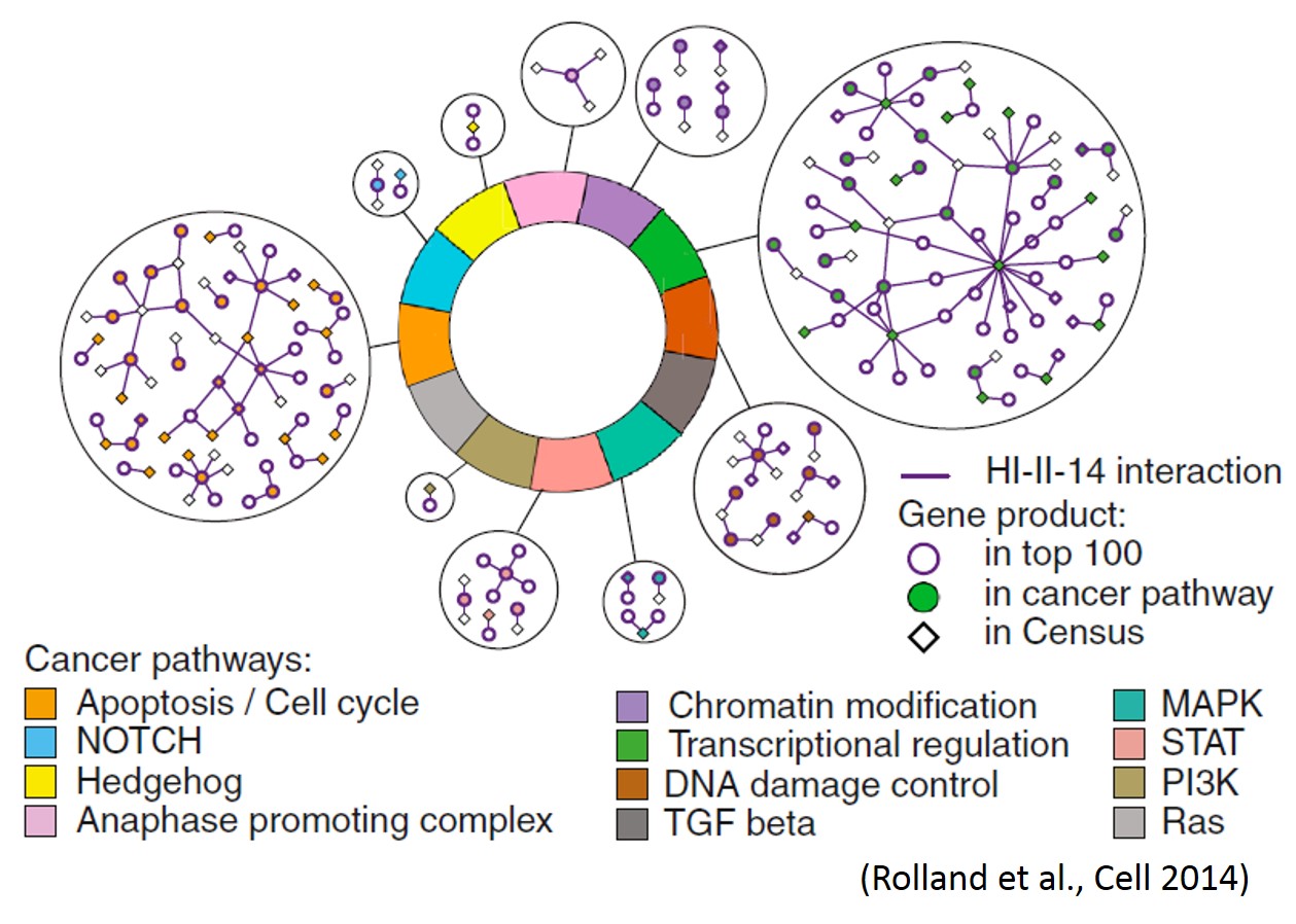 HUMAN PROTEIN INTERACTIONS IN CANCER PATHWAYS