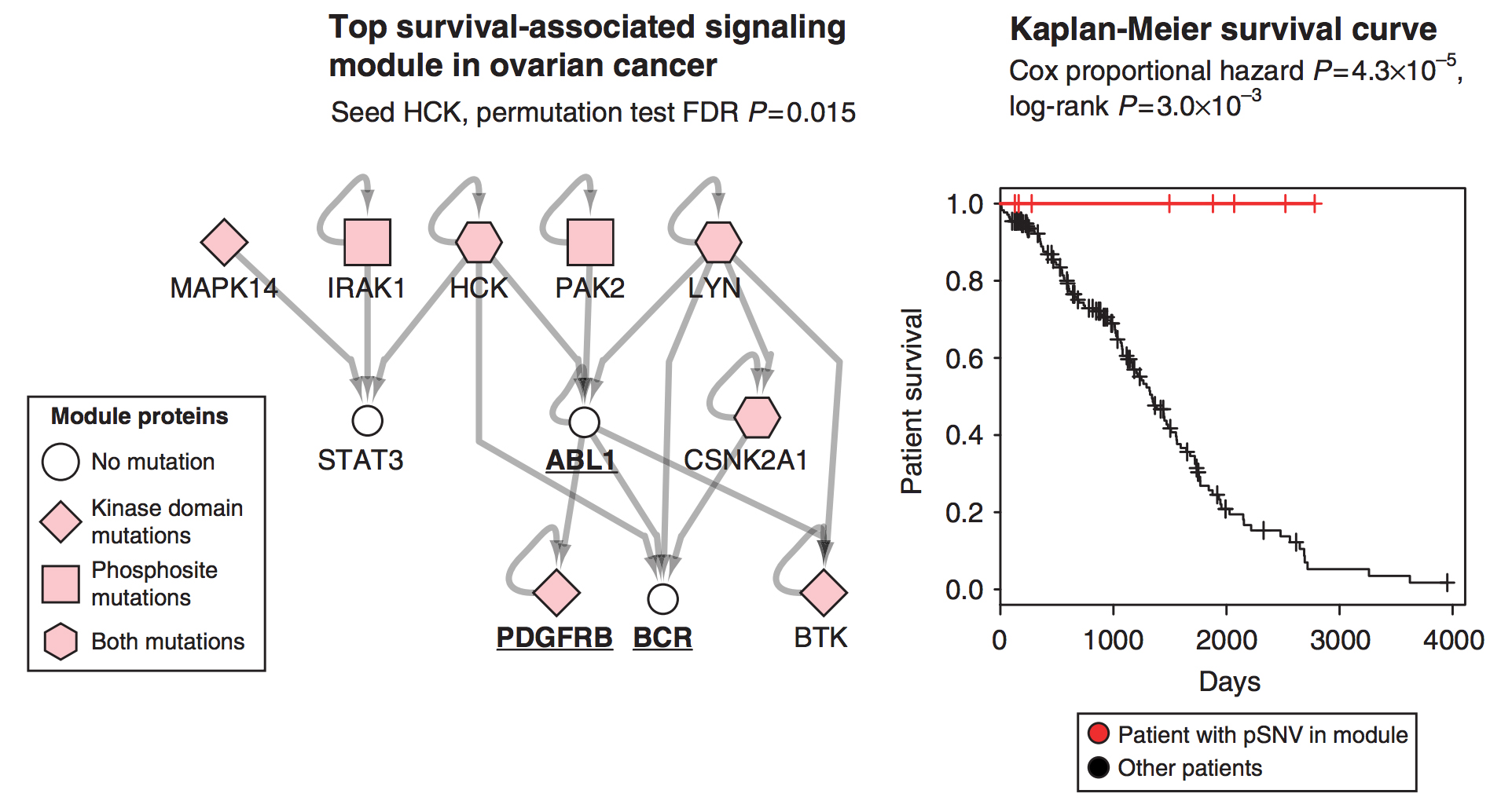 A PATHWAY WHOSE MUTATIONS ARE CORRELATED WITH IMPROVED SURVIVAL IN OVARIAN CANCER