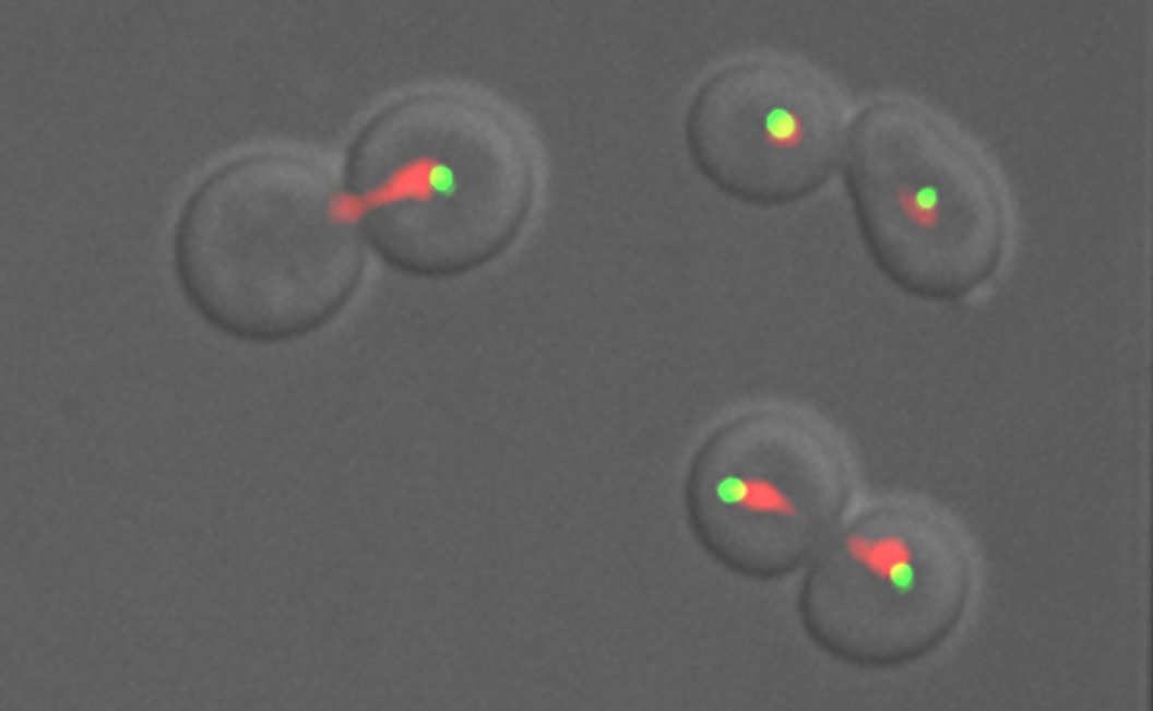 Image of chromosome