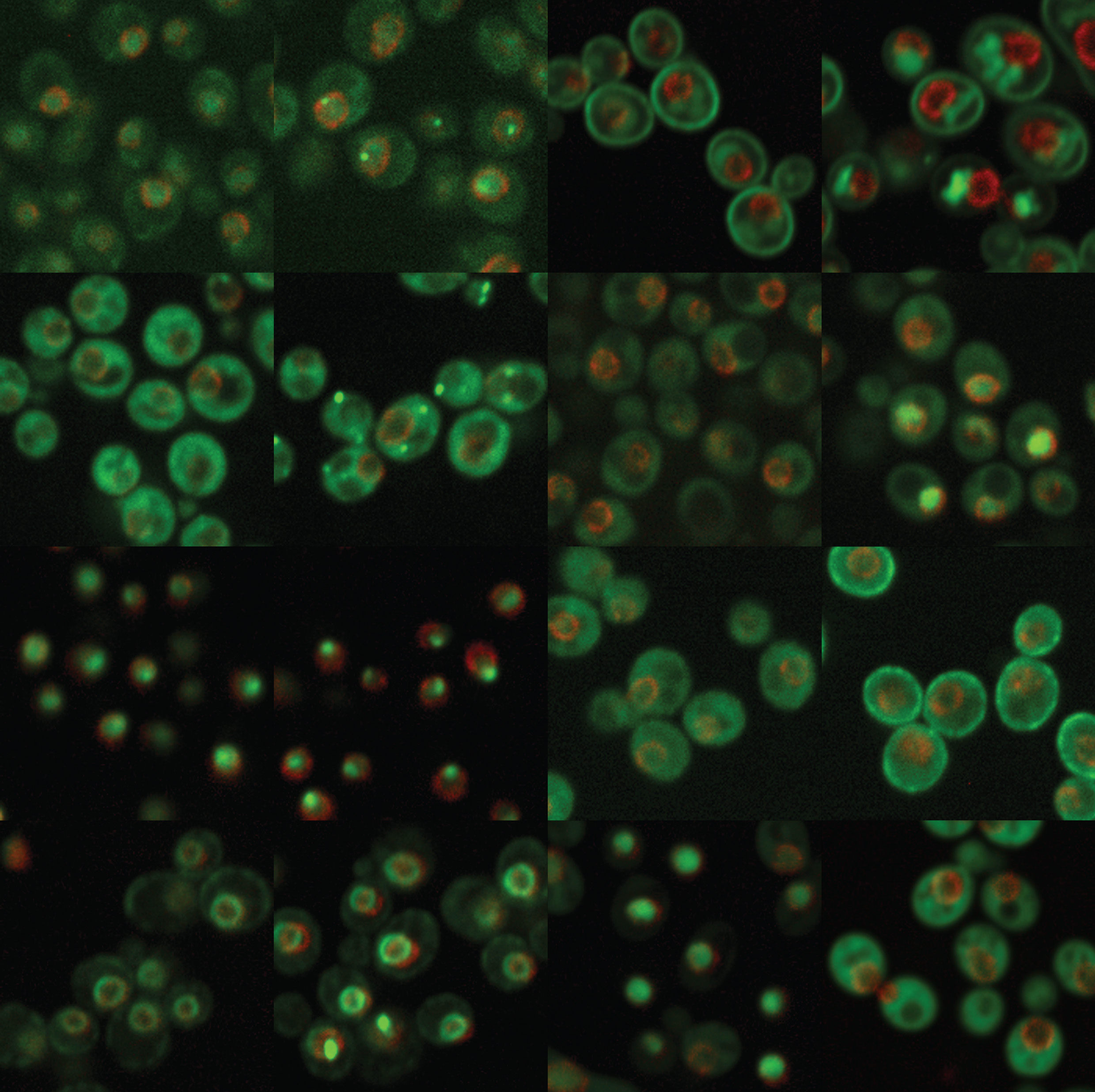 Analysis of protein re-patterning during DNA replication stress