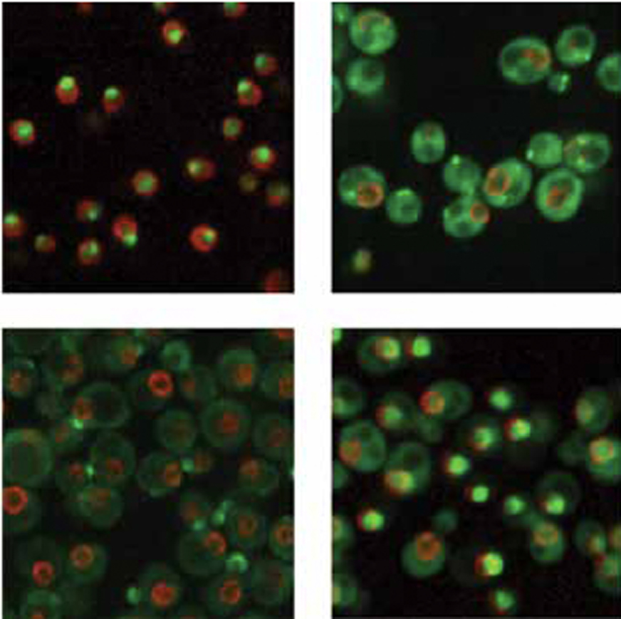 USING FLUORESCENT PROTEINS TO STUDY DNA DAMAGE IN CELLS