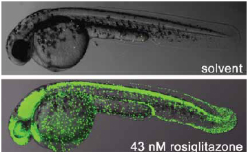 RESPONSE OF TRANSGENIC ZEBRAFISH DURING TREATMENT WITH AN ANTI-DIABETIC DRUG