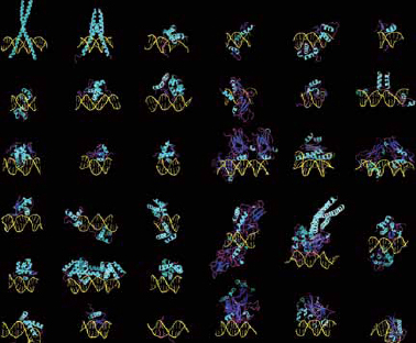 EXAMPLES OF REGULATORY PROTEINS INTERACTING WITH DNA