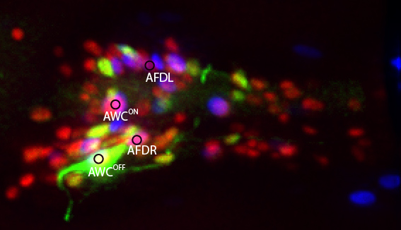 C. ELEGANS NEURONS LABELED WITH A NUCLEAR MARKER (RED) WITH A SENSORY NEURON AWC EXPRESSING A CALCIUM INDICATOR (GREEN). THESE FLUORESCENT MARKERS ALLOW FOR THE MEASUREMENT OF NEURONAL SENSORY SIGNALLING
