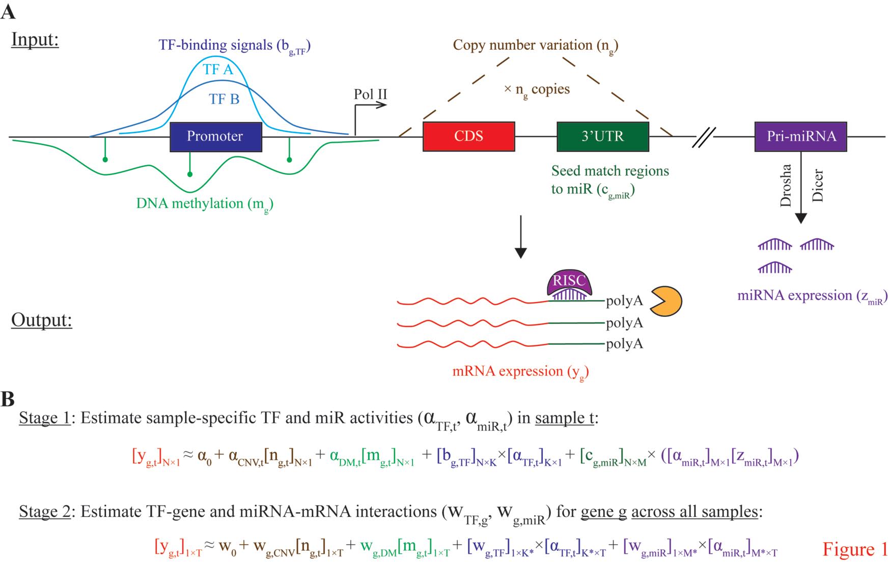 COMPUTATIONAL MODELLING OF GENE REGULATION