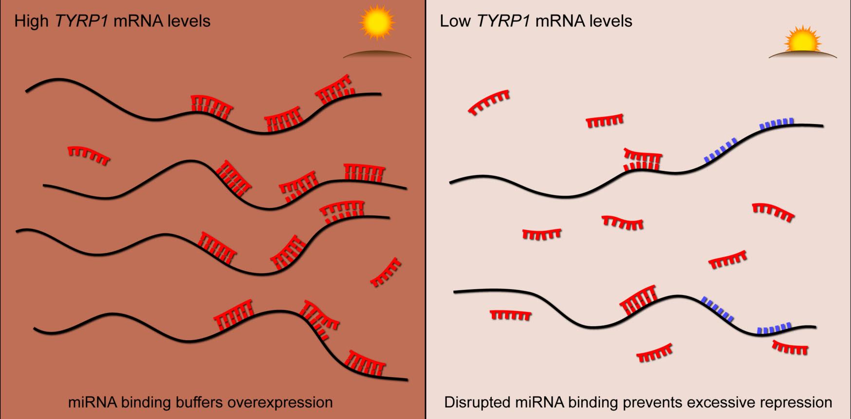 A SCHEMATIC DEMONSTRATING HOW MICRORNA BINDING CAN MODULATE GENE EXPRESSION