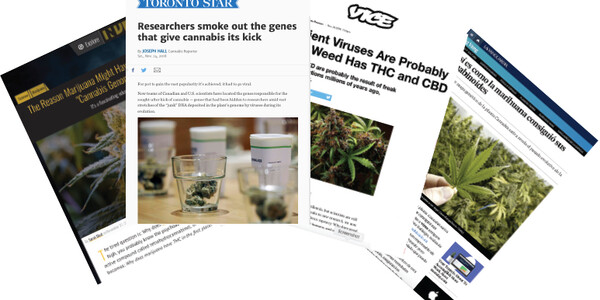 cannabis press