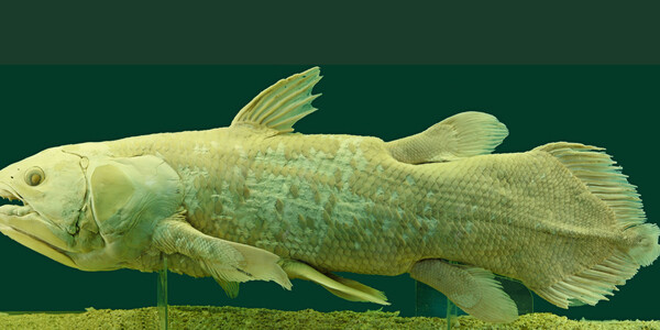 museum specimen of African coalcanth fish