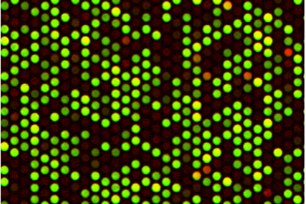 RNAcompete microarray