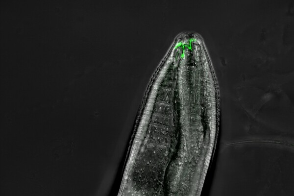 c elegans worm head showing odor receptors labeled with green fluorescent protein