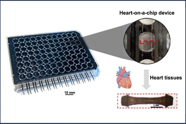 An illustration highlighting some of the key components of the multiwell plate-based heart-on-chip platform: a 96-well plate, the heart-on-chip device in a well, and heart muscle connected by two wires in the heart-on-chip device.