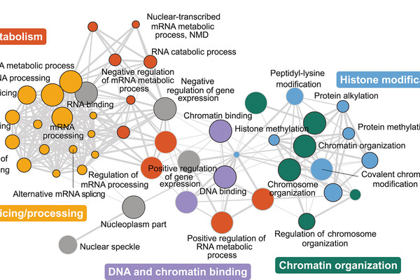 genetic circuit behind autism