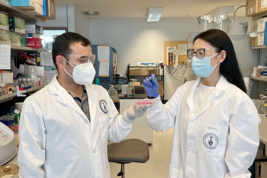 male and female researchers in lab coats and face masks investigating a plate of cells in the lab