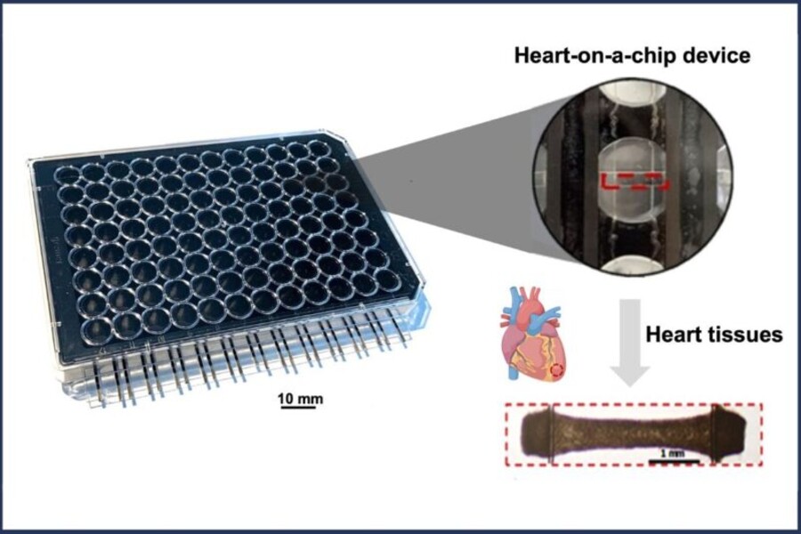 An illustration highlighting some of the key components of the multiwell plate-based heart-on-chip platform: a 96-well plate, the heart-on-chip device in a well, and heart muscle connected by two wires in the heart-on-chip device.