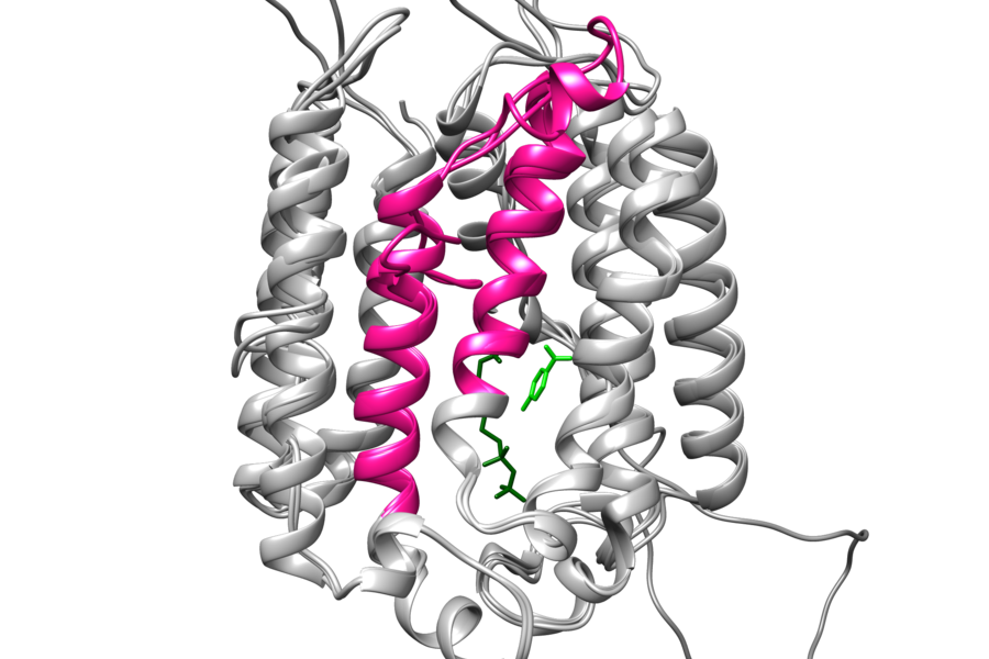 molecular structure of the COQ2 enzyme