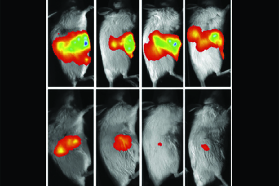 treated and untreated mice with different tumour burden