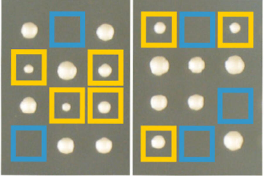 yeast colonies growing in a dish