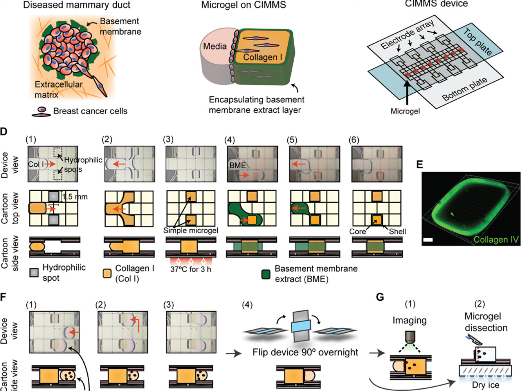 Cell invasion in digital microfluidic microgel systems Figure 1