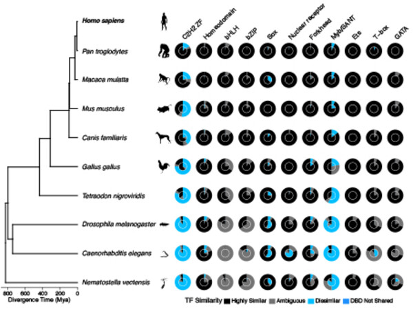 evolutionary history