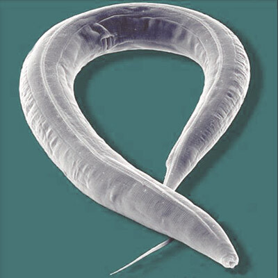 C elegans worm