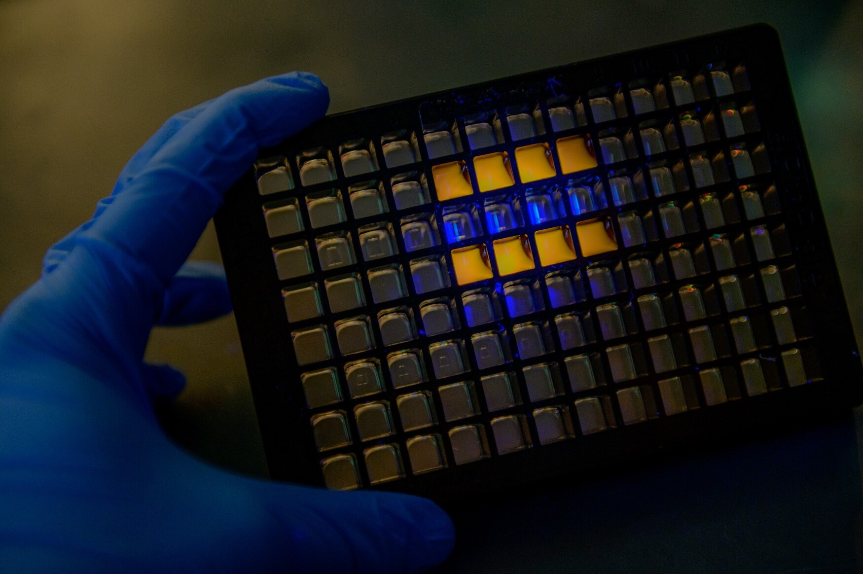 Left hand wearing blue lab glove holding a black tray with around 100 square-shaped cells; a few of the cells are orange while the rest are grey