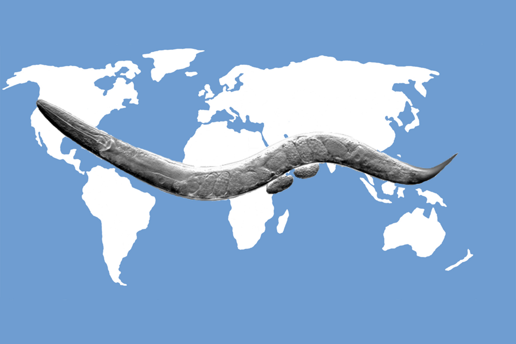 nematode worm overlaid over the world map