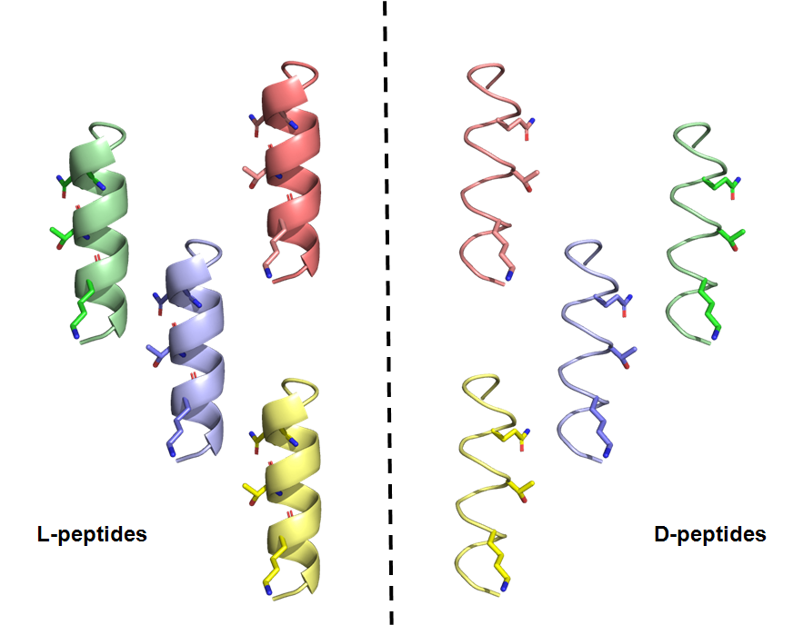 left handed and mirror image peptides on left and right, respectively