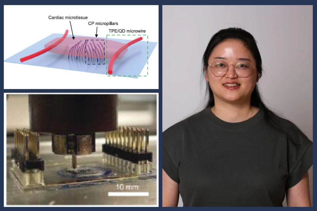 Composite of illustration of cardiac microtissue in device and photos of 3D printing microwires and of Qinghua Wu