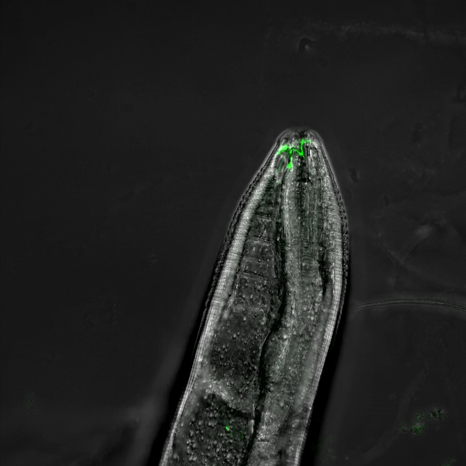 c elegans worm head showing odor receptors labeled with green fluorescent protein