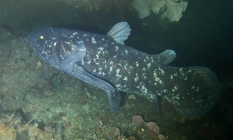 living coelacanth fish 
