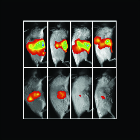 treated and untreated mice with different tumour burden