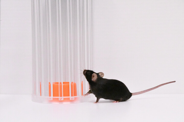 a mouse exploring an orange object in cage