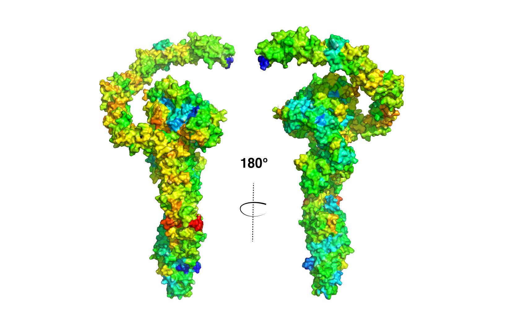 overlay of clostridial toxins showing overall structure similarity except in the receptor binding region